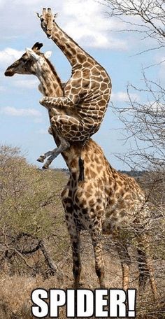 a giraffe standing on its hind legs in the wild