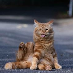 an orange cat laying on the ground with its tongue hanging out and it's paw stretched out