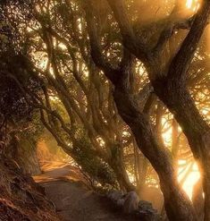 the sun shines through the trees on this path in the woods, as if it were foggy