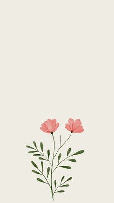 two pink flowers on a white background