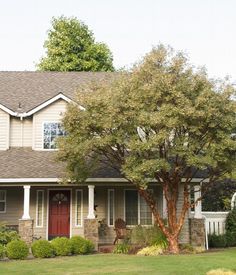 a house with a large tree in front of it and bushes around the yard area