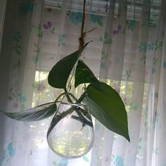 a plant in a glass vase hanging from a window sill with curtains behind it