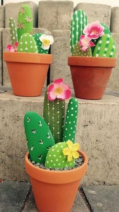 three potted cactus plants with flowers in them