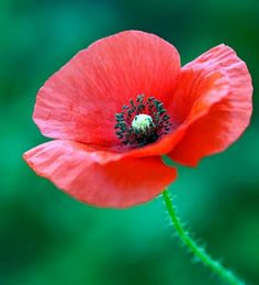 a bright red flower with green leaves in the background and blurry background