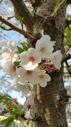 some white flowers are growing on a tree