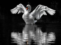 a swan flaps its wings while swimming in the water