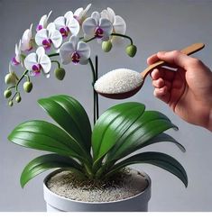 a hand holding a spoon over a potted plant with white flowers and green leaves