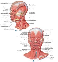 the muscles are labeled in this diagram, and there is also an image of what they look like