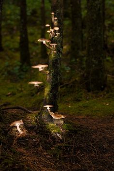 a group of mushrooms growing on the side of a tree trunk in a wooded area