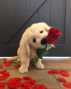 a white puppy holding a red rose in its mouth while sitting on the floor with petals scattered around it