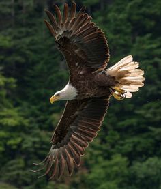 an eagle flying in the air with trees in the background