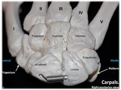 an image of the inside of a human skull with labels on it and labeled parts labelled