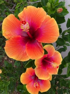 two orange and red flowers with green leaves