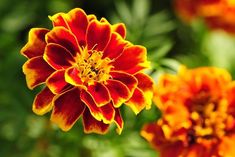 an orange and yellow flower with green leaves