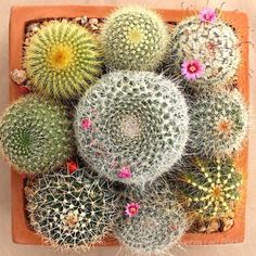 many different kinds of cactus in a wooden box