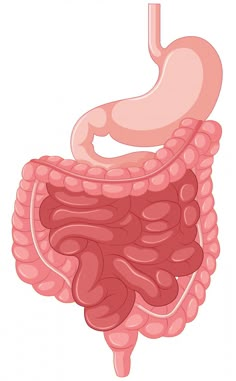 an illustration of the human stomach