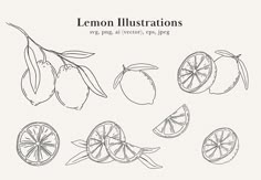 the lemon illustrations are drawn in black and white