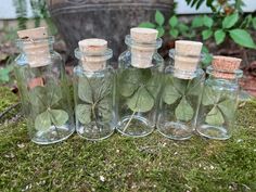 four glass bottles with leaves in them sitting on the ground next to a moss covered rock