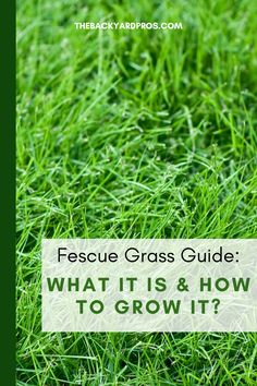 grass with the words, what is and how to grow it?