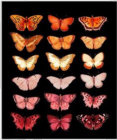 a group of butterflies sitting on top of a black surface with red and yellow colors