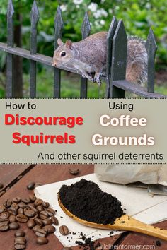 a squirrel on a fence with coffee grounds in the foreground and text overlay reading how to dissounce squirrels using coffee grounds and other squirrel deterants