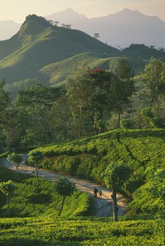 people walking down a dirt road in the middle of a lush green valley with mountains in the background