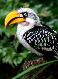 a black and white bird with a yellow beak