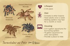 an info sheet describing the different types of tarantulas and spideres in their natural habitat