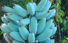 a large bunch of bananas hanging from a tree in the forest, ready to be picked