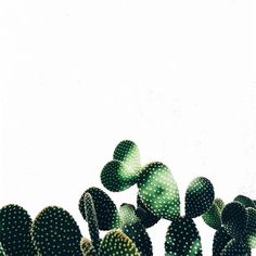 green cactus plants with white sky in the background