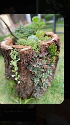 there is a tree stump with plants growing out of it