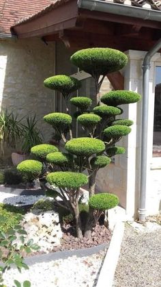 a large green tree sitting in the middle of a garden