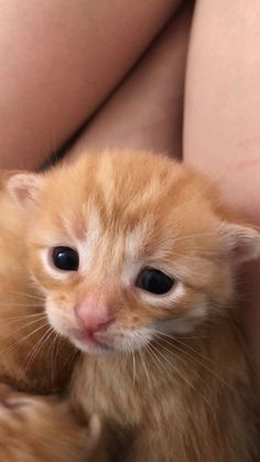 a small orange kitten sitting on top of someone's lap