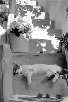 a black and white photo of a cat sleeping on some steps next to potted plants