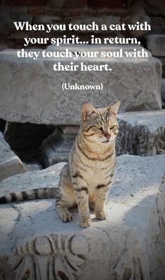 a cat sitting on top of a rock next to a quote