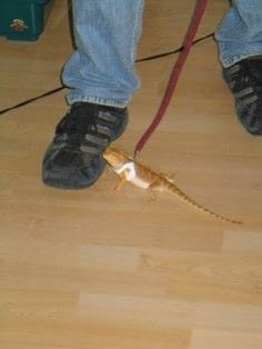 a person wearing blue jeans and black shoes holds a snake in their hand while standing on the floor