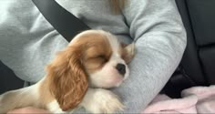 a small brown and white dog laying on top of a person's lap in a car