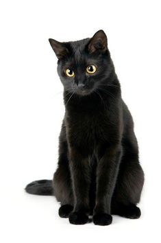 a black cat with yellow eyes sitting on a white background and looking at the camera