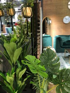 some green plants are sitting in front of a couch and table with mirrors on the wall