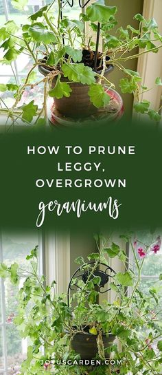 a potted plant with the words how to prune leggy, over grown geraniums