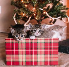 two kittens are sitting in a box under the christmas tree and one is looking at the camera