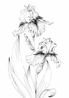 an ink drawing of two flowers on a white background