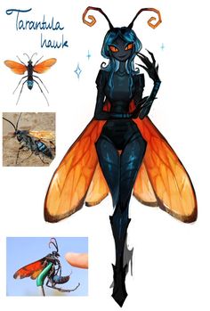 an insect with orange wings and blue body