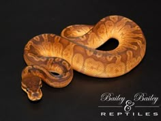 a ball python is shown on a black background with the caption body & belly reptiles