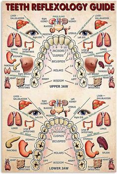 Amazon.com: IEFSCAY Teeth Reflexology Guide Knowledge Art Poster Wall Painting Waterproof Canvas HD Wall Art Frameless for Bedroom Living Room Office Ready to Hang (8x12Inch): Posters & Prints Teeth Craft, Hospital Tools, Teeth Activities, Teeth Poster, Teeth Veneers, Anterior Pituitary, Teeth Tips, Teeth Drawing, Health Notes