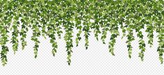 green leaves hanging from the ceiling on a white background png, transparent and easy to use