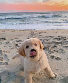 a dog on the beach with its tongue out