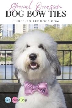 a white dog wearing a pink bow tie with the words, special occasion dog bow ties