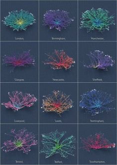 an image of many different types of plants and their names on the side of it