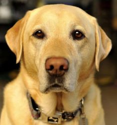 a close up of a dog wearing a collar and looking at the camera with an intense look on his face